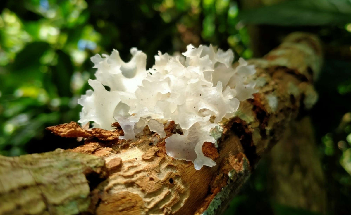 Is Tremella Mushroom worth the hype?